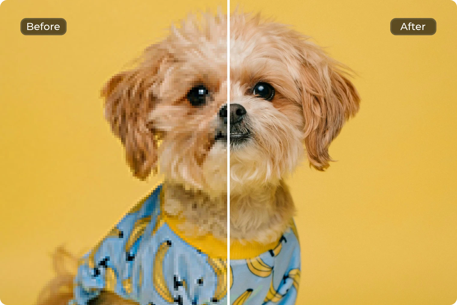 enhance the dog photo quality in AI Ease enhance the dog photo quality in AI Ease