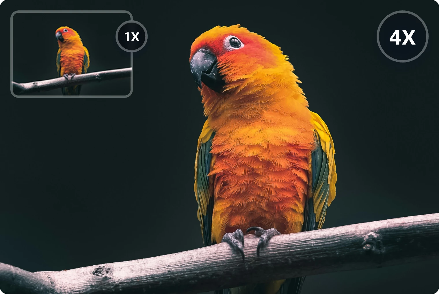 enlarge a bird image in AI Ease enlarge a bird image in AI Ease