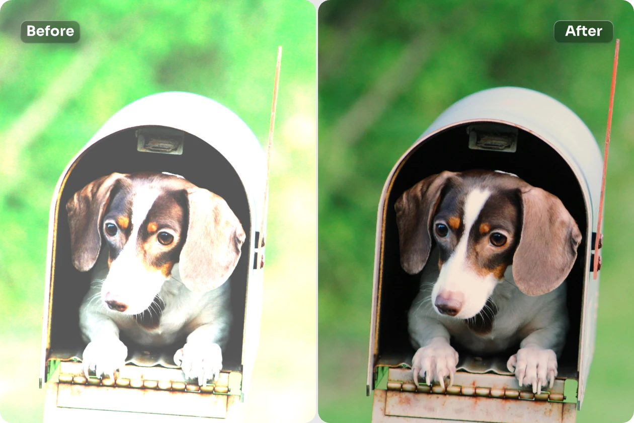 corrigir a fotografia de cão sobreexposta no aiease