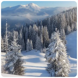 snow mountain and forest