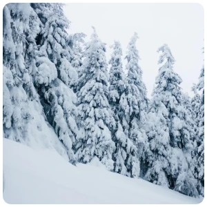 winter forest