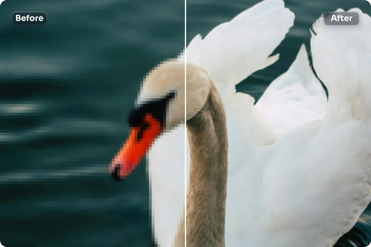 agudizar una fotografía de un cisne para crear una imagen clara con ai facilidad
