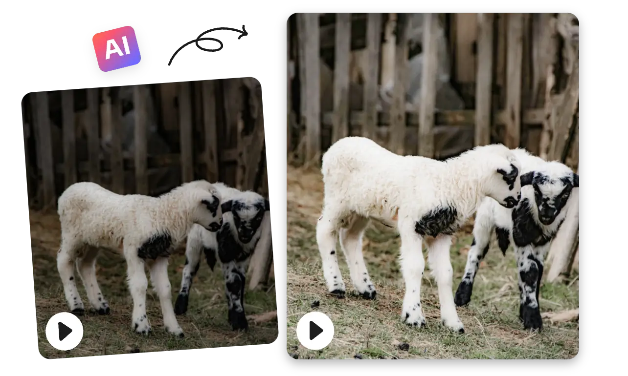 contraste antes e depois de melhorar um vídeo de duas cabras
