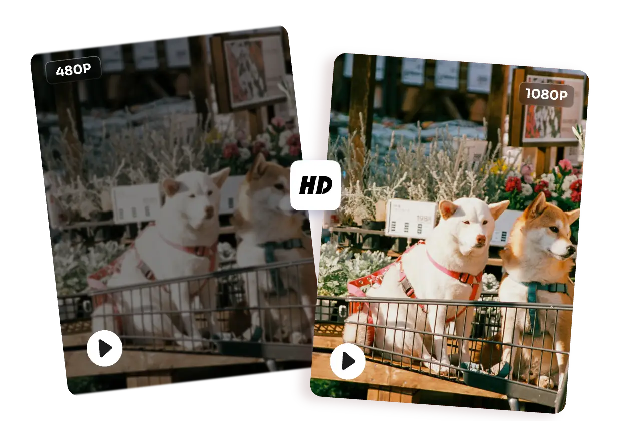 upscale dog video for correct color and higher resolution in AI Ease