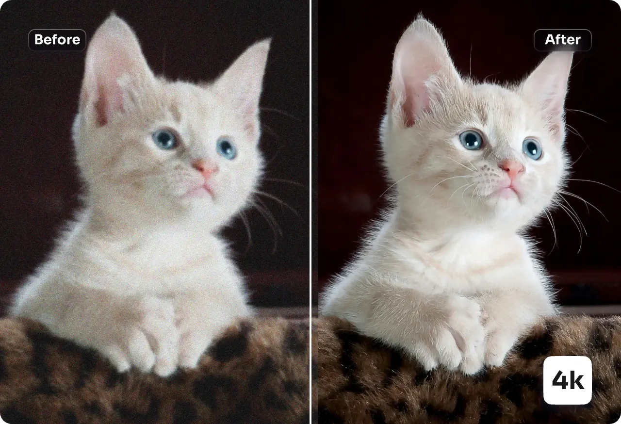 escalar-una-imagen-de-gato-cortado-a-4k-de-resolucion-con-ai